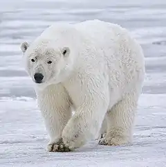 A Polar Bear in Alaska. Its color is a form of camouflage