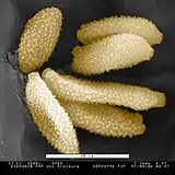 Orchid pollen viewed in an ElectroScan 2020 ESEM, with GSED, 23 kV and 4.9 torr (=653 Pa).