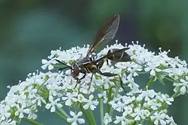 Polybiomyia schnablei