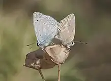 Mating pair