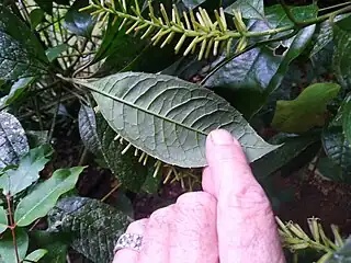 Leaf underside