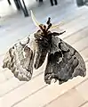 Underside viewed through a window