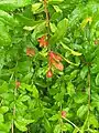 Pomegranate in Chittar