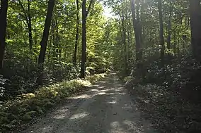 Leafy park roadway