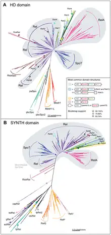 Two phylogenetic trees of protein domains of hydrolase (HD) and synthetase (SYNTH) domains related to ppGpp production.