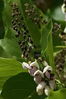 Inflorescence