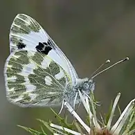 Close-up side view