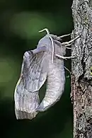 imago, lateral view