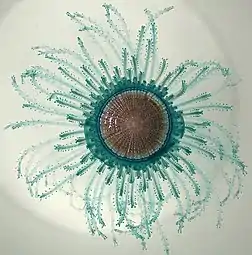 Porpita porpita consists of a colony of hydroids