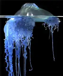 Portuguese man-o-war Physalia sp.