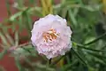 Portulaca flowers