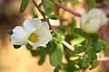 Portulaca flowers