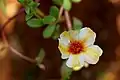 Portulaca flowers