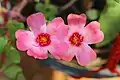 Portulaca flowers