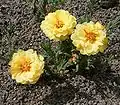 Portulaca grandiflora