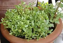 Purslane cultivar