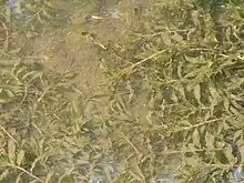 In a silty stream in southern Britain