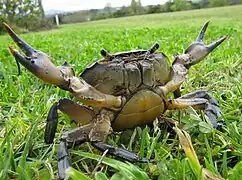 Stalked dichoptic eyes of a River Crab are typical of mature larger Crustacea. The reflection of the photographer in different regions of the surface of each eye indicate the basis for stereoscopic vision