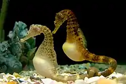 The Australian potbelly seahorse, Hippocampus abdominalis, the largest species in the subfamily Hippocampinae.