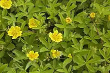 Potentilla (cinquefoil) Yakutia 22,500 YBP