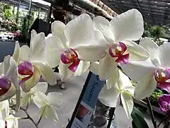 Moth orchid - Phalaenopsis