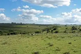 Prairie and forest in San José