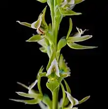 Prasophyllum montanum in the Namadgi National Park in the Australian Capital Territory