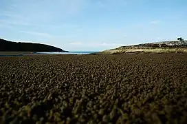 Beach near Johnny Souey Cove, home to many crabs.