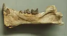 Prosansanosmilus mandible