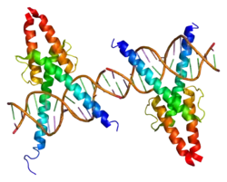 MyoD1 (MYF3)