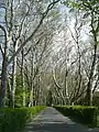 Platanus alley by the brewery