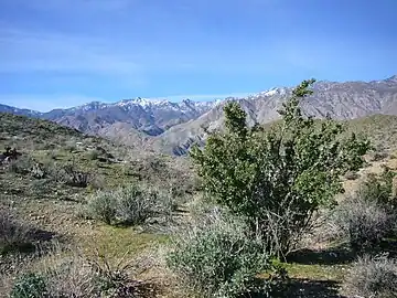 P. fremontii in desert chaparral habitat