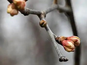 Close-up of buds