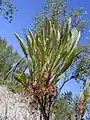 P. pumila var. pumila just after flowering, in June