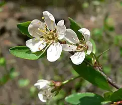 Leaves and flowers