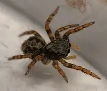 2mm long juvenile female