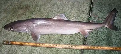 The crocodile shark has a long body and small fins