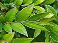 Leaves of Phyllanthus anamalayanus