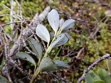 Underside of leaves