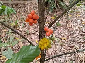 Ripe and immature fruit