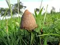 Psilocybe mexicana from Jalisco, Mexico