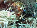 In the wild, Lembeh Straits