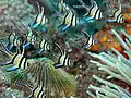 In the wild, Lembeh Straits