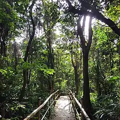 Palmas del Mar Tropical Forest