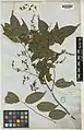 Herbarium specimen of flowering twig