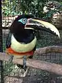 Chestnut-eared aracari at the toucan exhibit