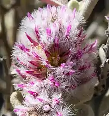 Ptilotus obovatus (Gaudich.) F.Muell.