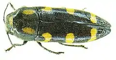 Ptosima undecimmaculata