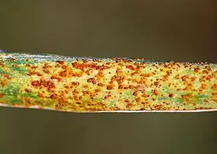 Barley rust, a disease caused by the fungus Puccinia hordei