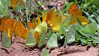 Puddling, Cristalino RiverSouthern Amazon, Brazil